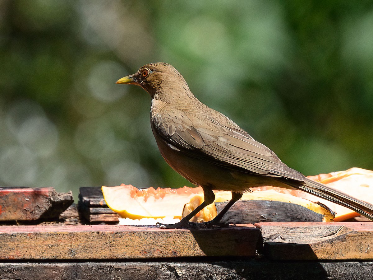 Clay-colored Thrush - ML579584221