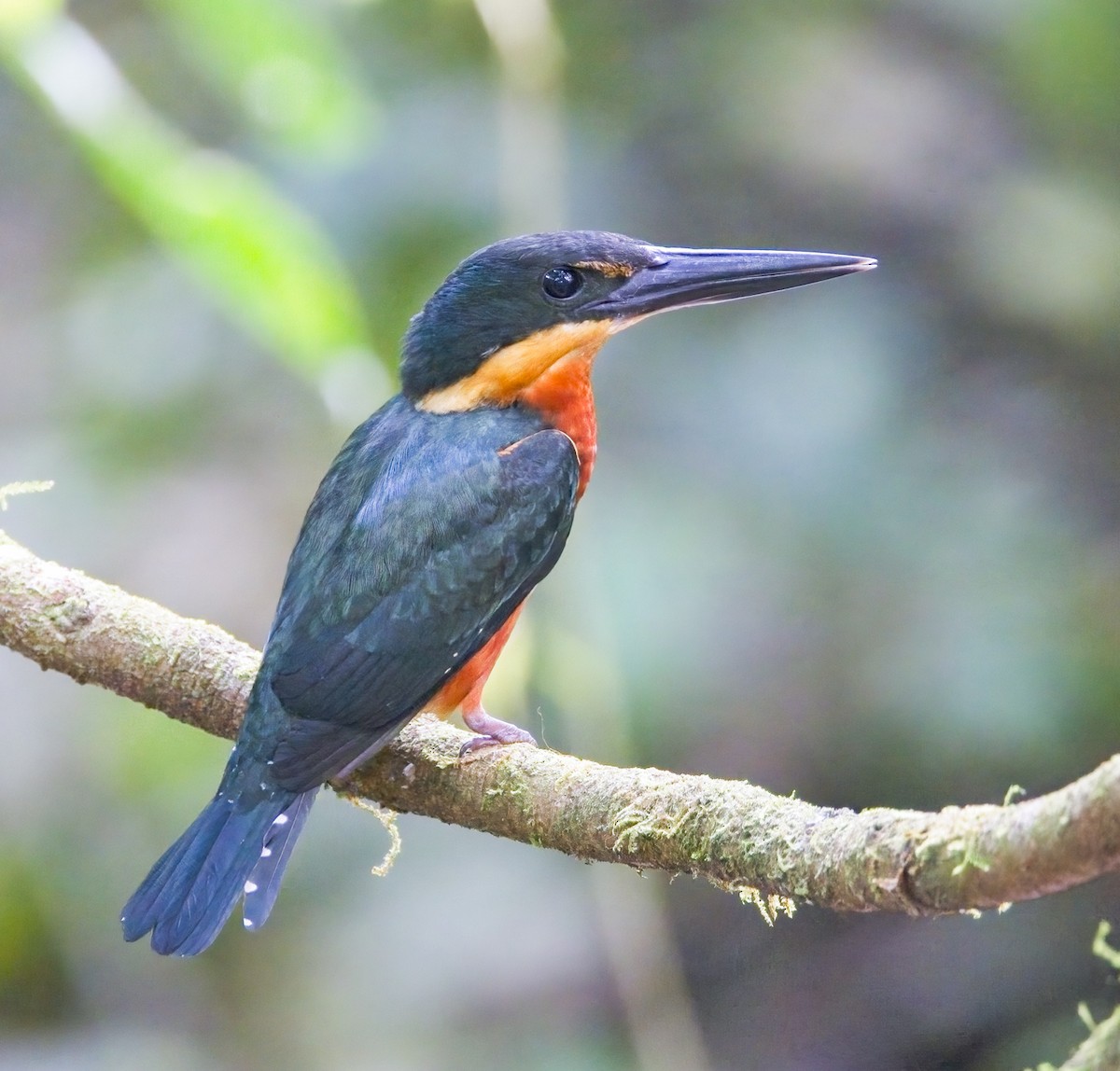 Green-and-rufous Kingfisher - ML579584451