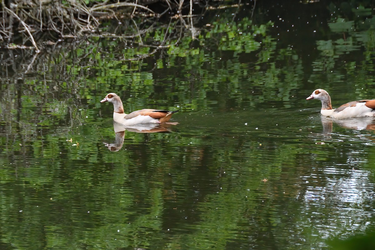Egyptian Goose - ML579584871