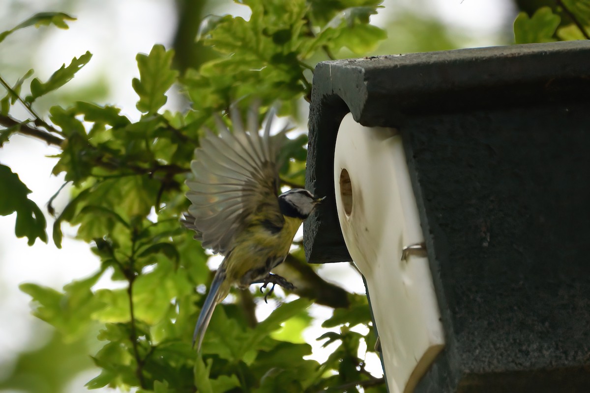Eurasian Blue Tit - ML579585051