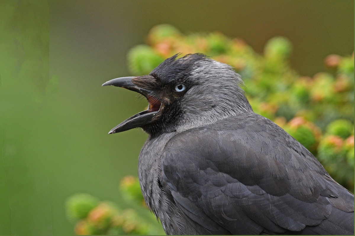 Eurasian Jackdaw - ML579585081