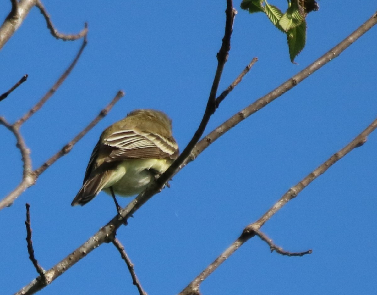 Willow Flycatcher - Kelly Krechmer