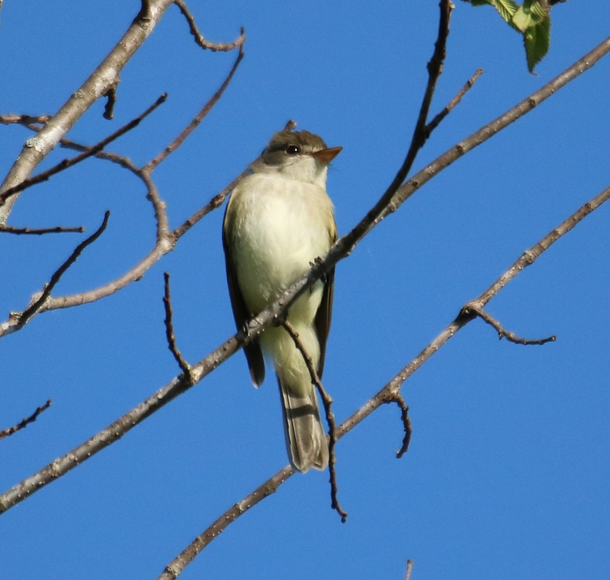 Willow Flycatcher - ML579585351