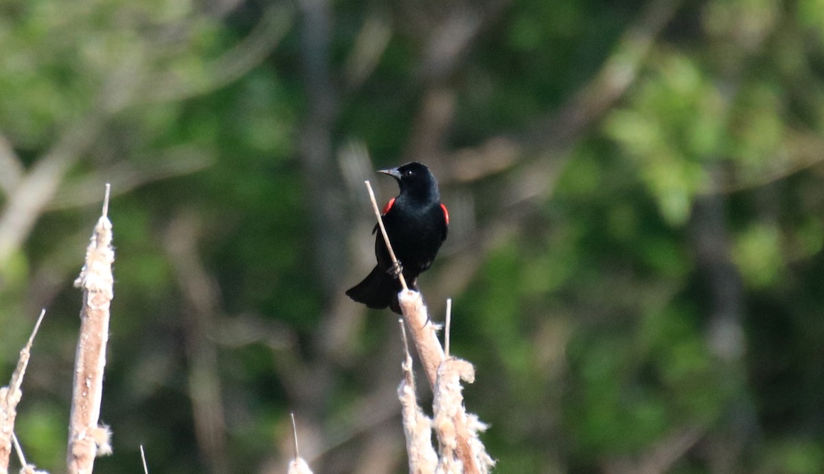 Red-winged Blackbird - ML579585661
