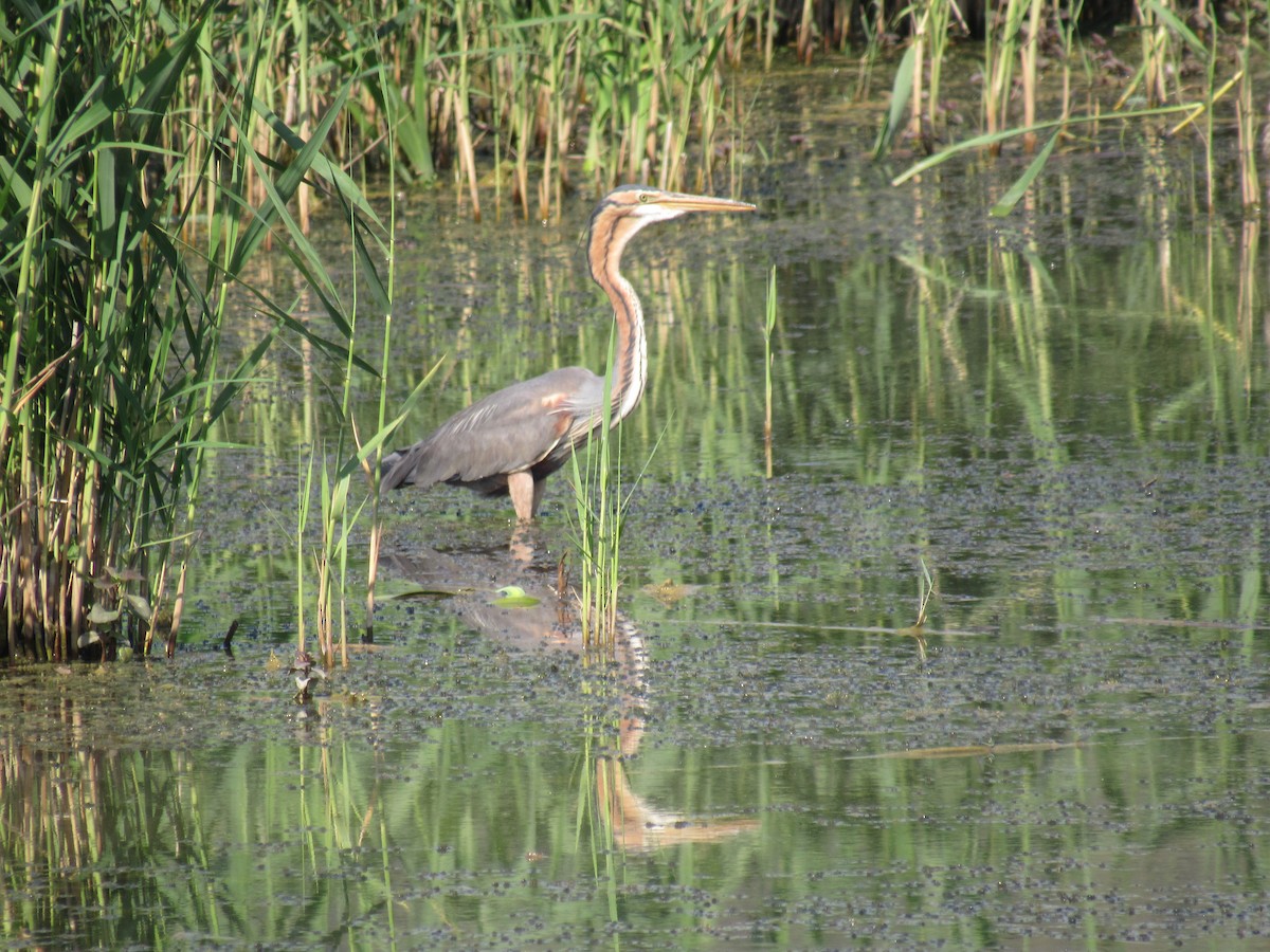 Purple Heron - Charlene Purtee