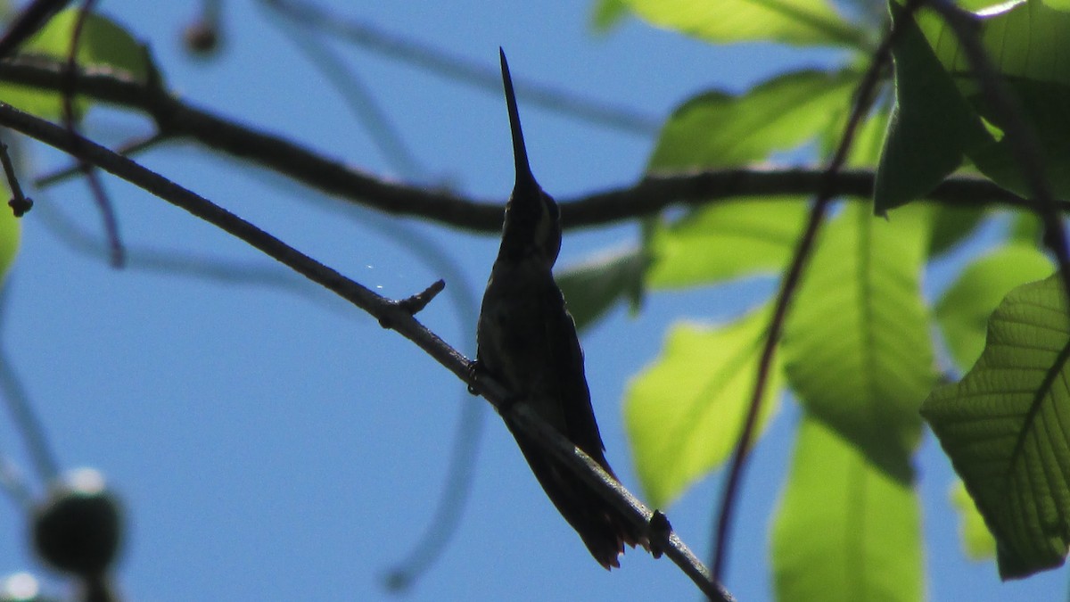 Plain-capped Starthroat - ML57958751