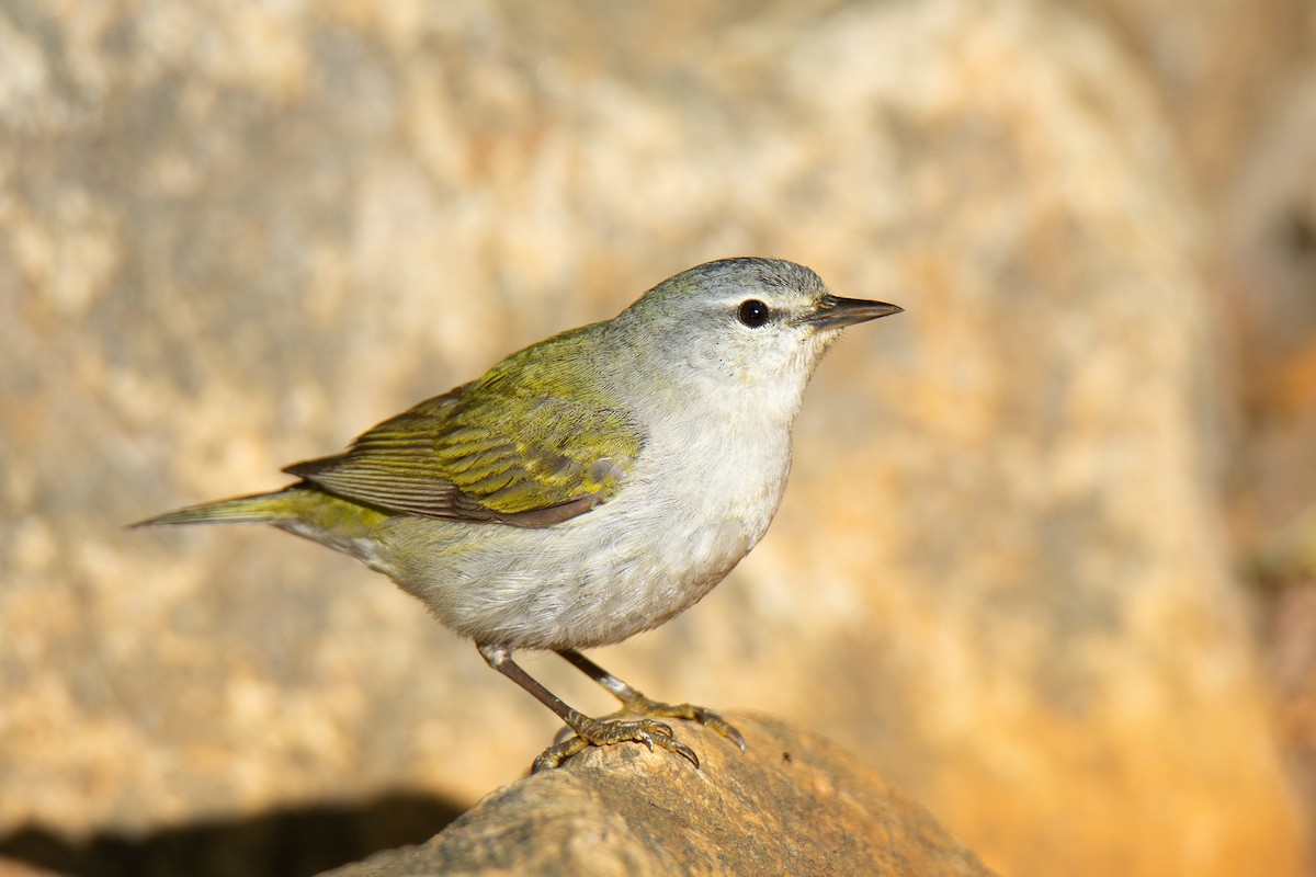 Tennessee Warbler - ML579587791