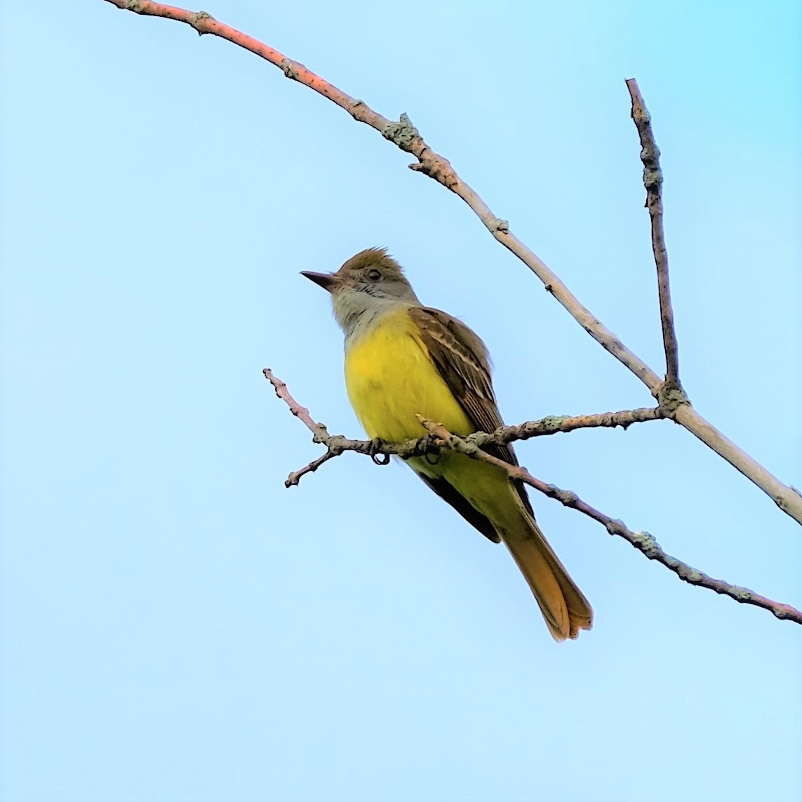 Great Crested Flycatcher - ML579588321