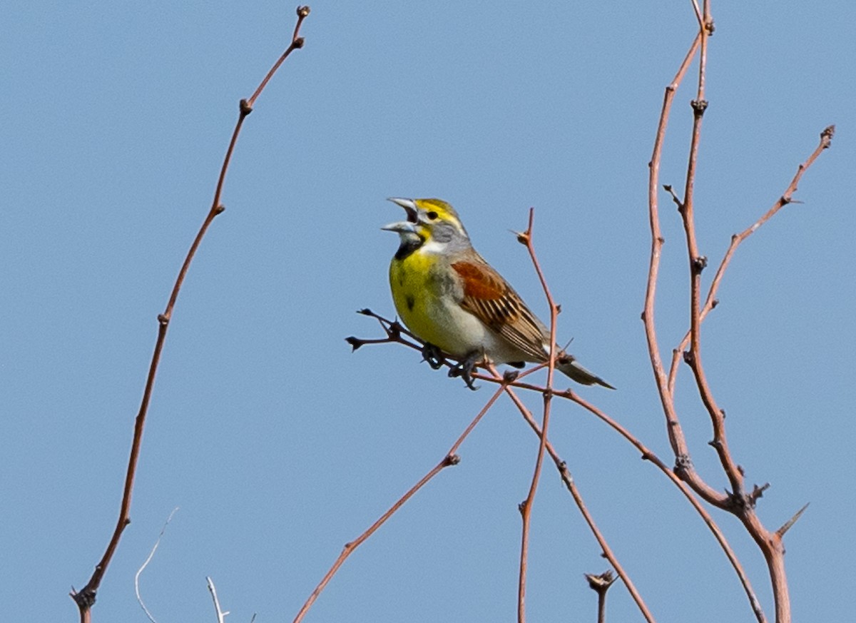 Dickcissel - ML579588921