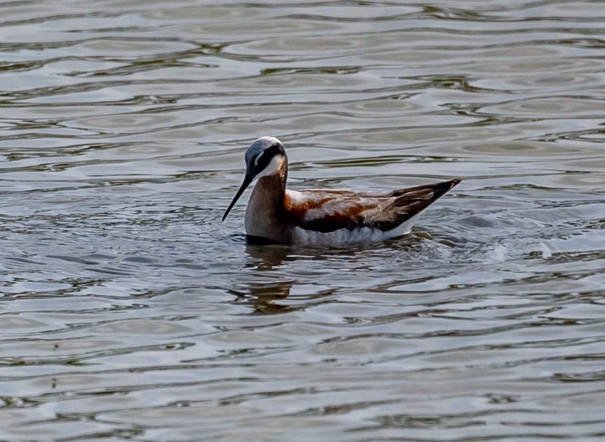 hvithalesvømmesnipe - ML579588981