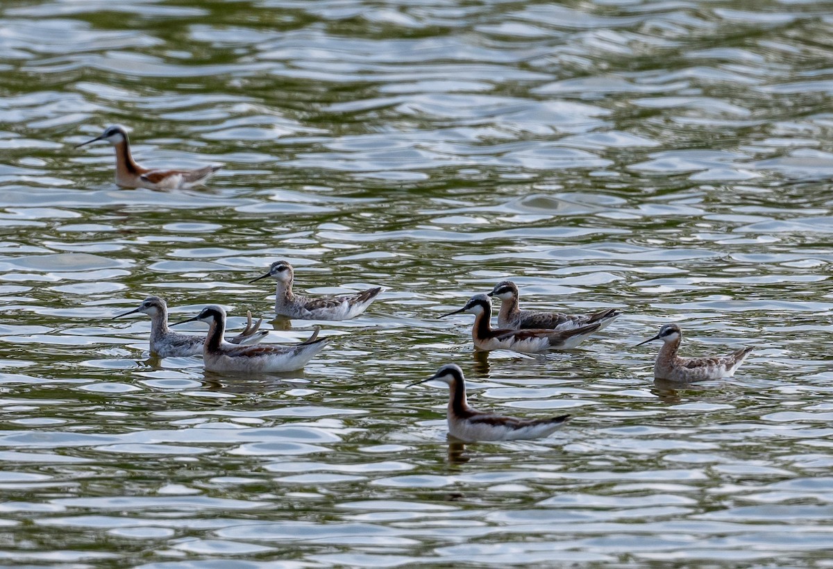 Wilson's Phalarope - ML579589001