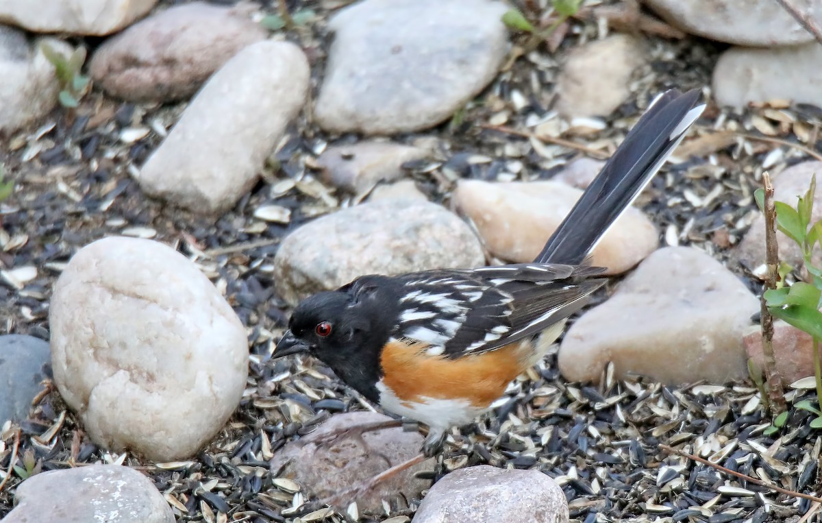 Spotted Towhee - ML579589121