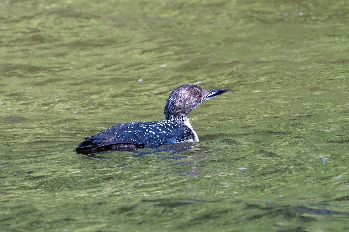 Common Loon - Larry D Tipton