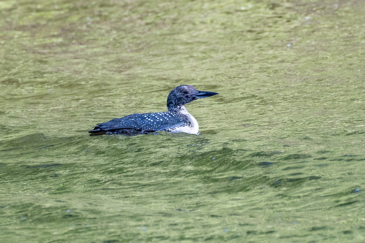 Common Loon - ML579589241