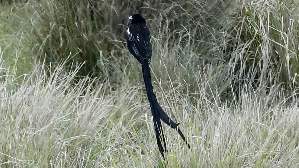 Long-tailed Widowbird - ML579589271