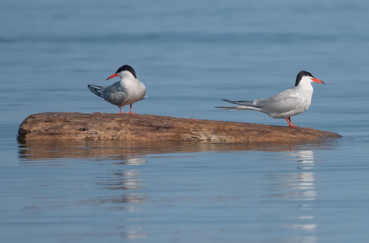 Common Tern - Gale VerHague
