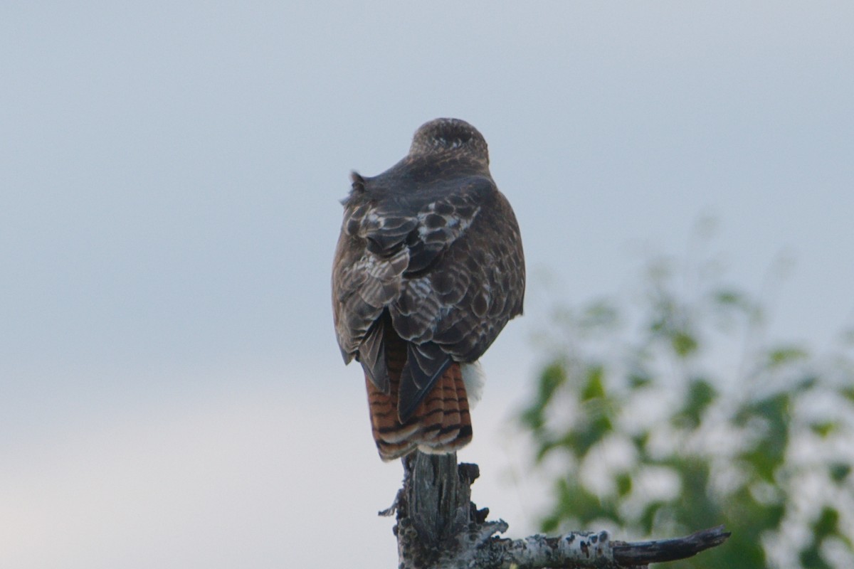 Red-tailed Hawk (calurus/abieticola) - ML579589781