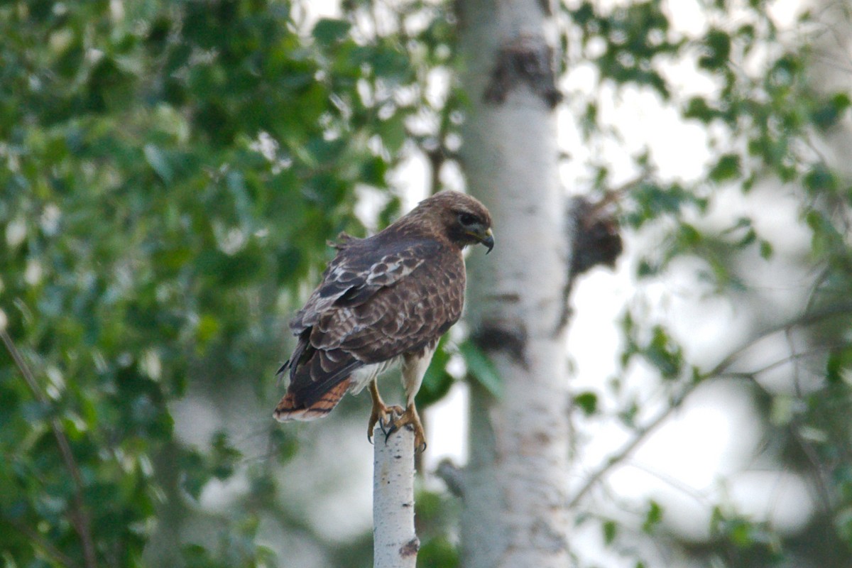 Red-tailed Hawk (calurus/abieticola) - ML579589791