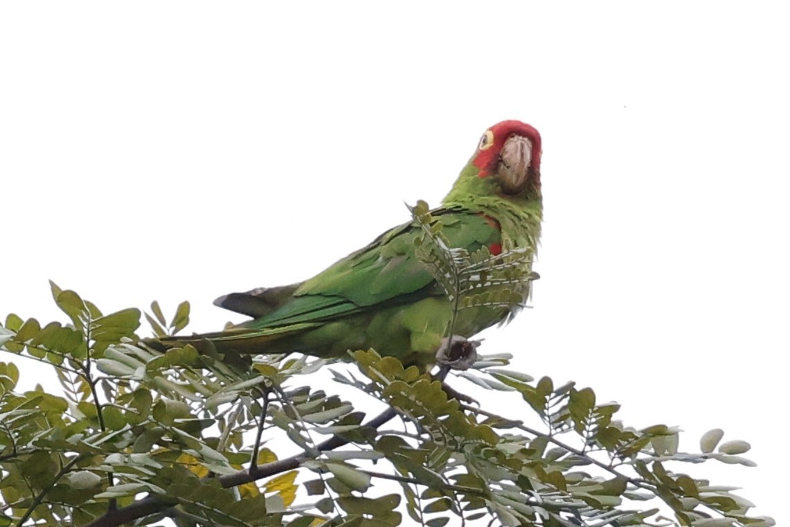 Red-masked Parakeet - ML579589881