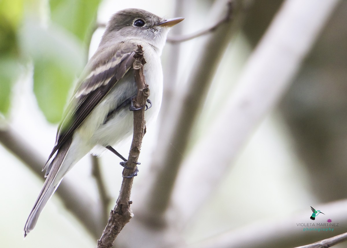 Alder/Willow Flycatcher (Traill's Flycatcher) - ML57959001