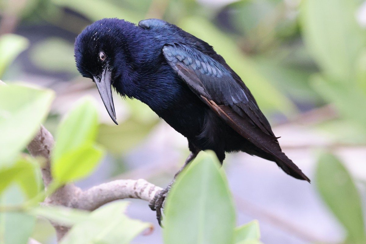 Great-tailed Grackle - ML579590011
