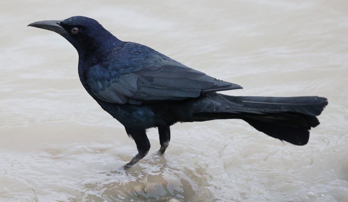 Great-tailed Grackle - ML579590021