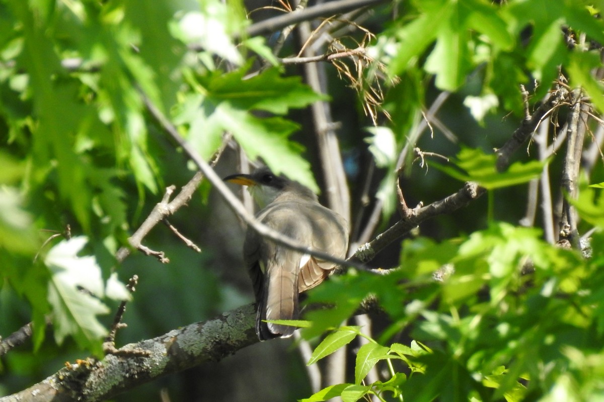 Yellow-billed Cuckoo - ML579590061