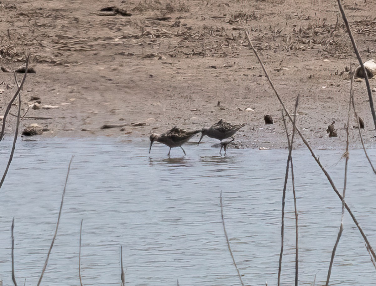 Stilt Sandpiper - ML579590081