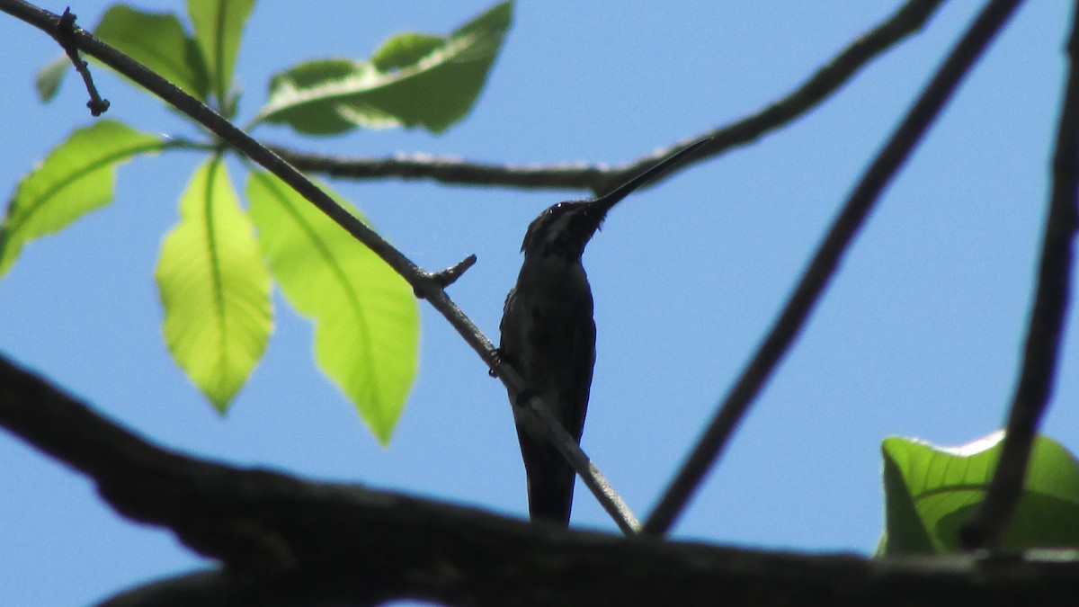 kolibřík achátový - ML57959111
