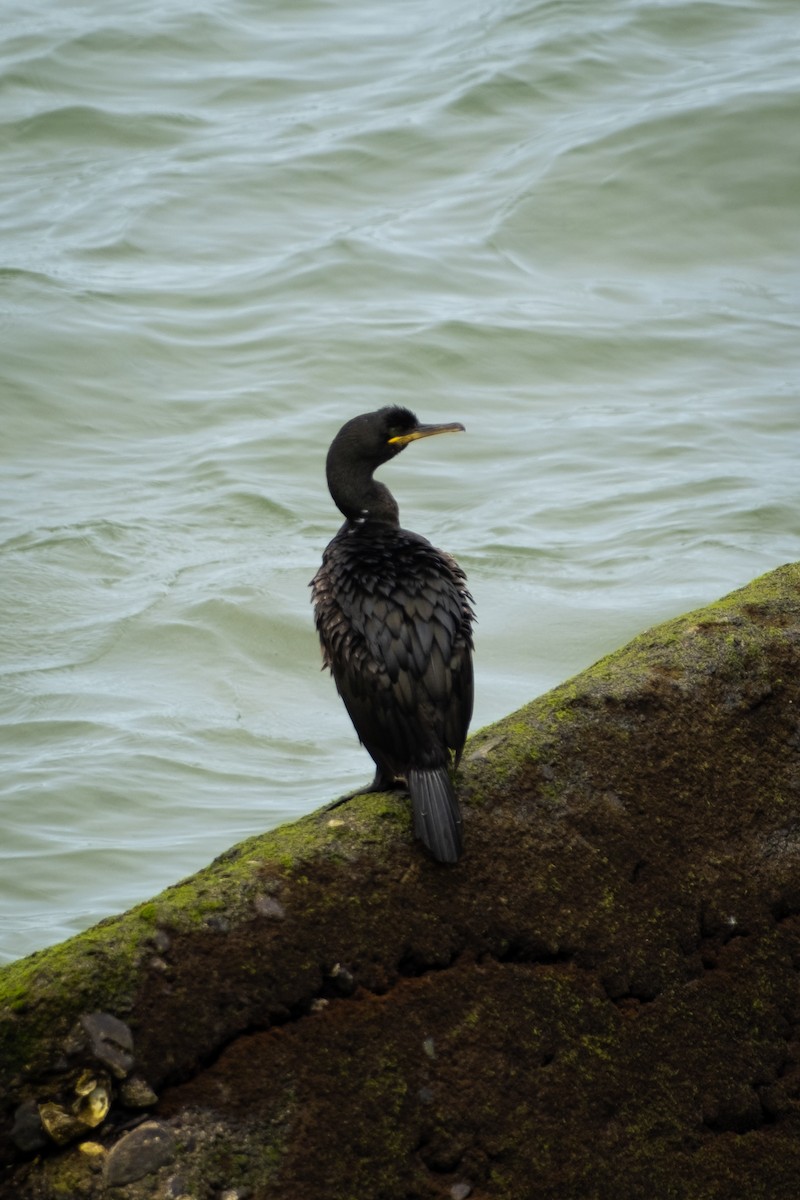 Cormorán Moñudo - ML579592191