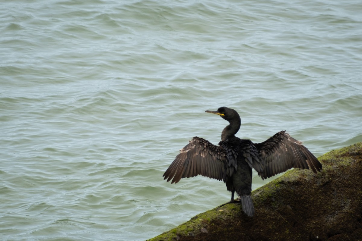 Cormorán Moñudo - ML579592201