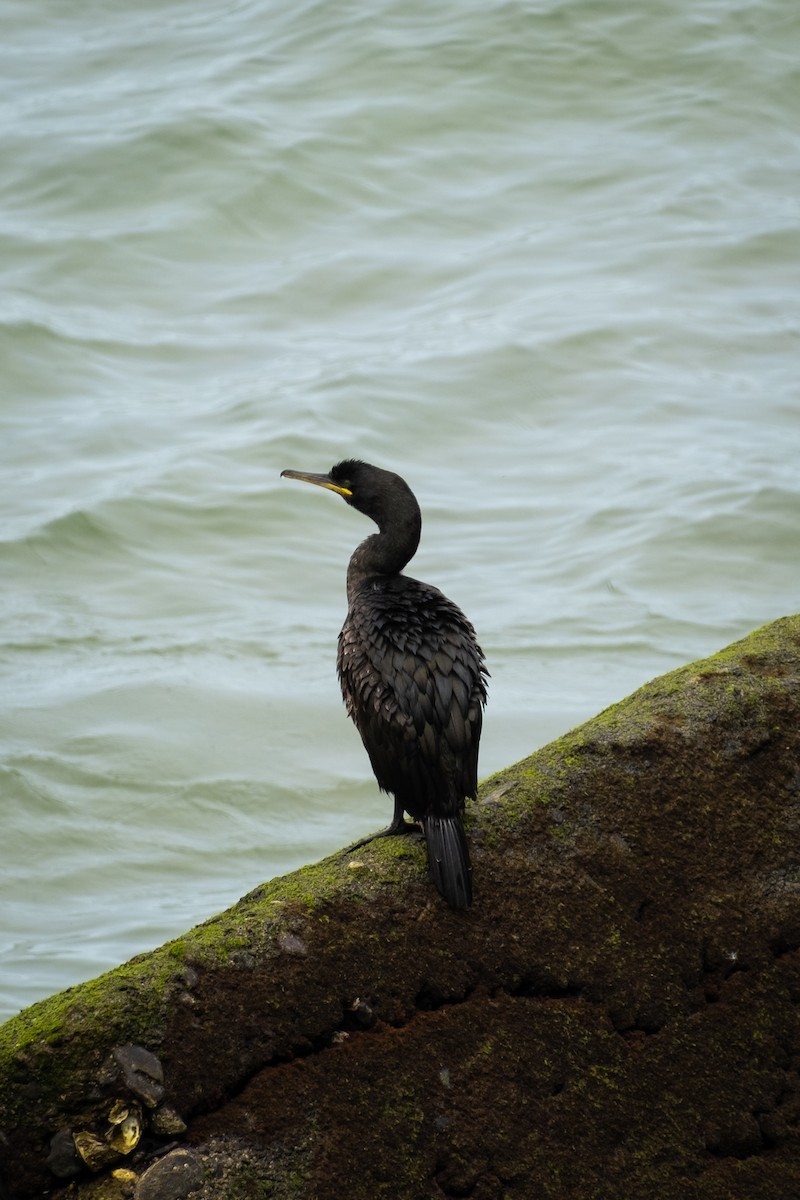 Cormorán Moñudo - ML579592211