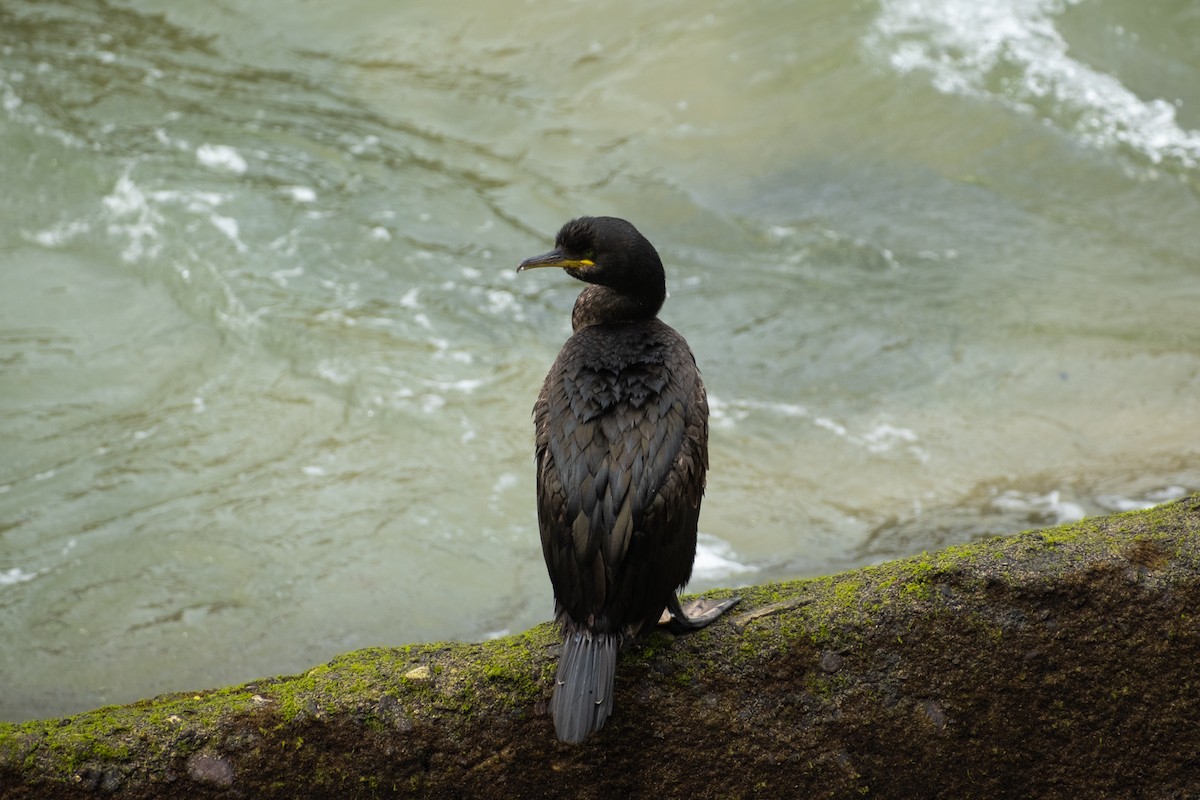 Cormorán Moñudo - ML579592221