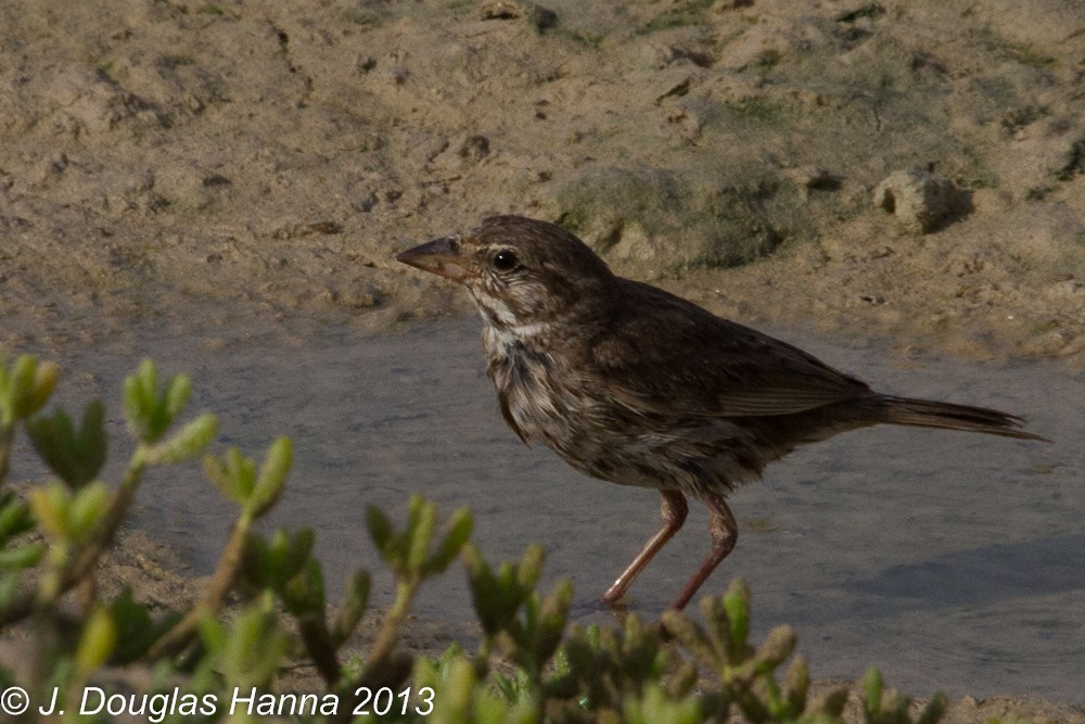 Savannah Sparrow - michael carmody