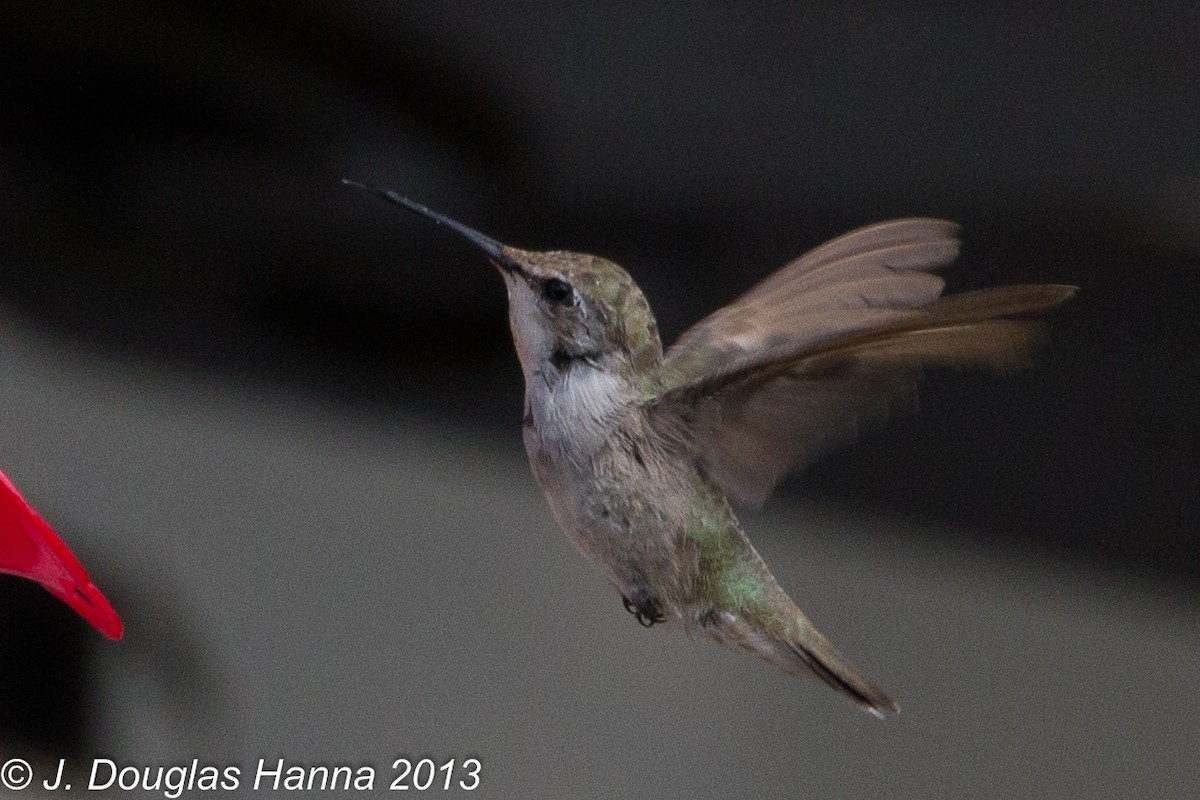 Costa's Hummingbird - ML579592421