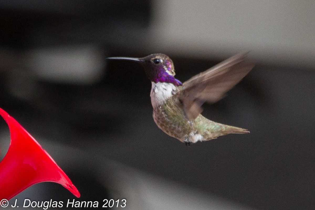 Costa's Hummingbird - ML579592441