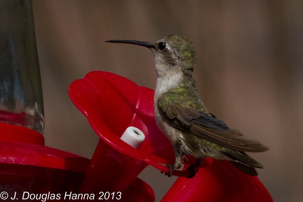 Costa's Hummingbird - ML579592501