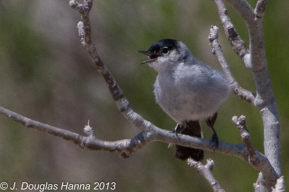 Black-tailed Gnatcatcher - ML579592981