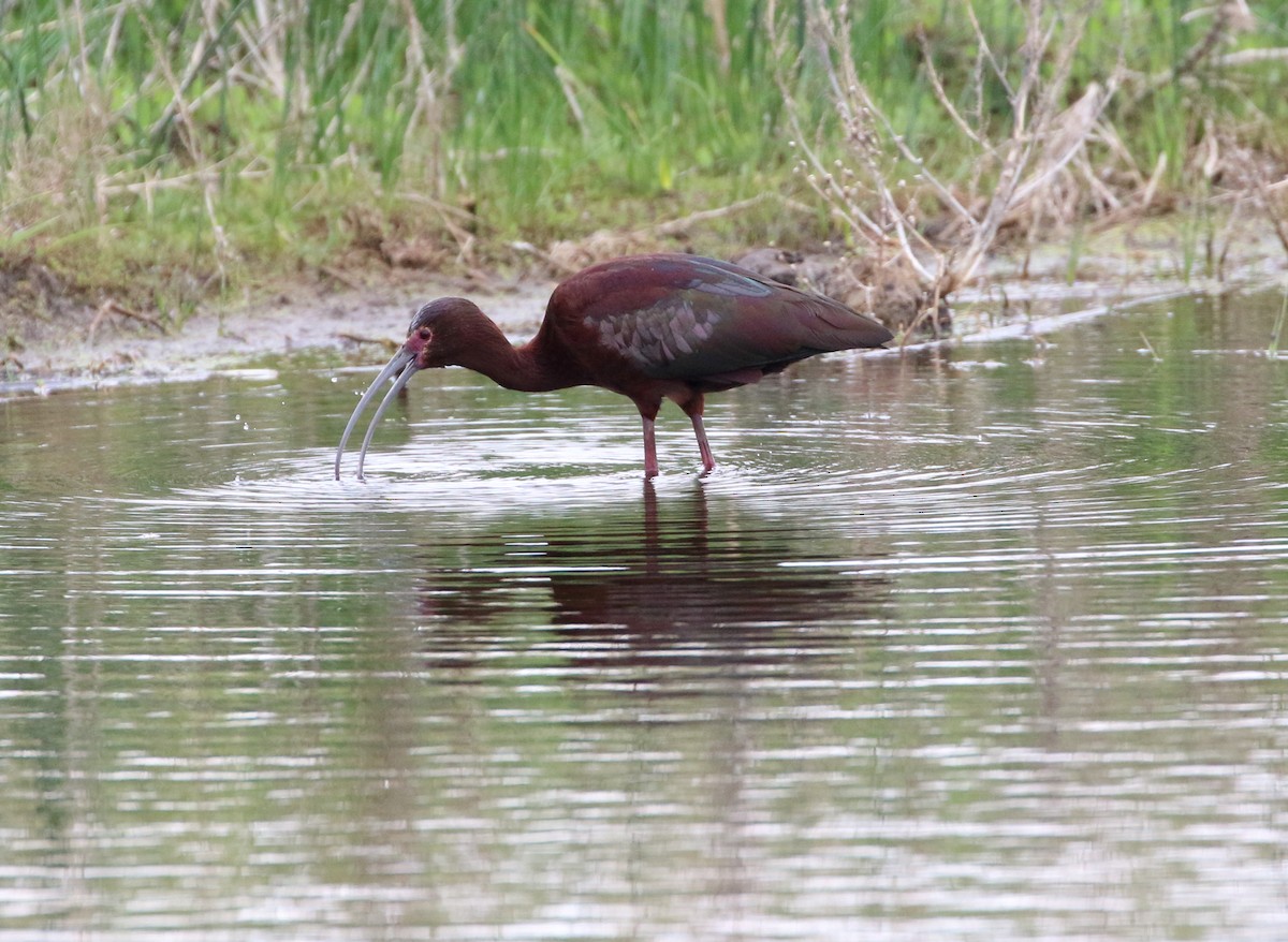ibis americký - ML579594061