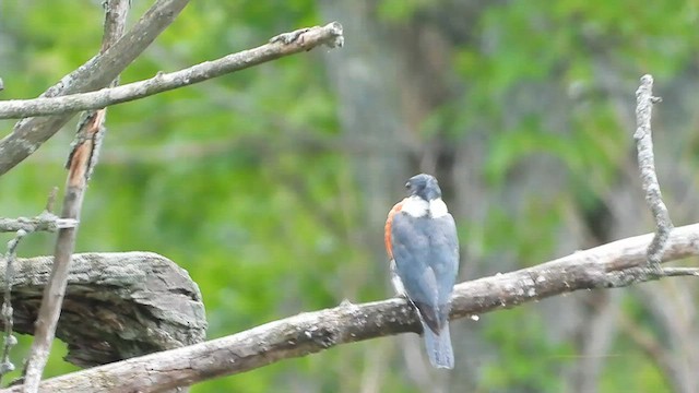 Belted Kingfisher - ML579595331