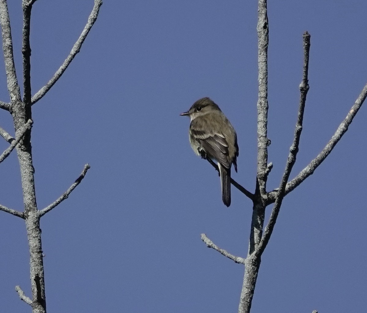 Erlenschnäppertyrann - ML579595501