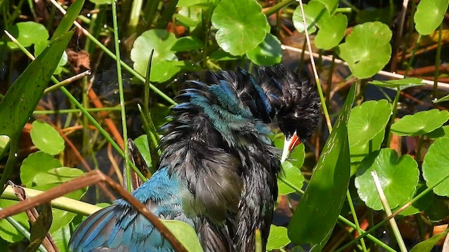 Purple Gallinule - ML579595791