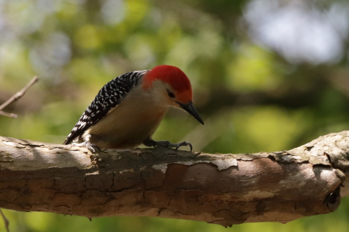 Red-bellied Woodpecker - ML579595971