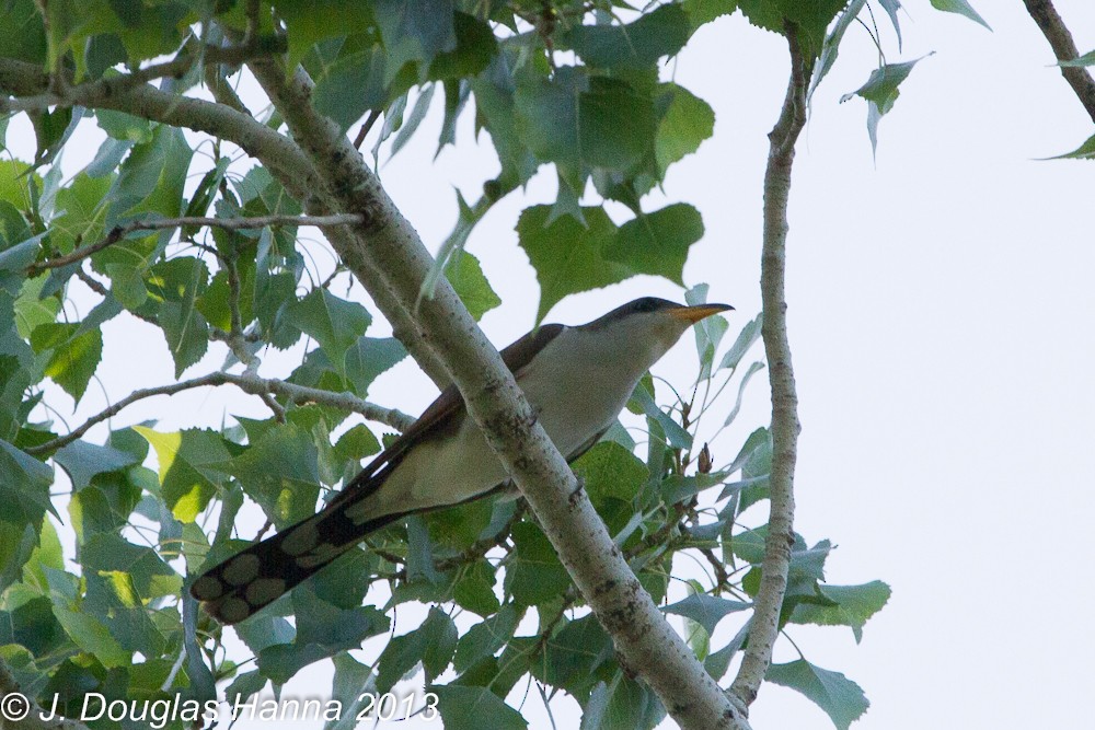 Yellow-billed Cuckoo - ML579595991