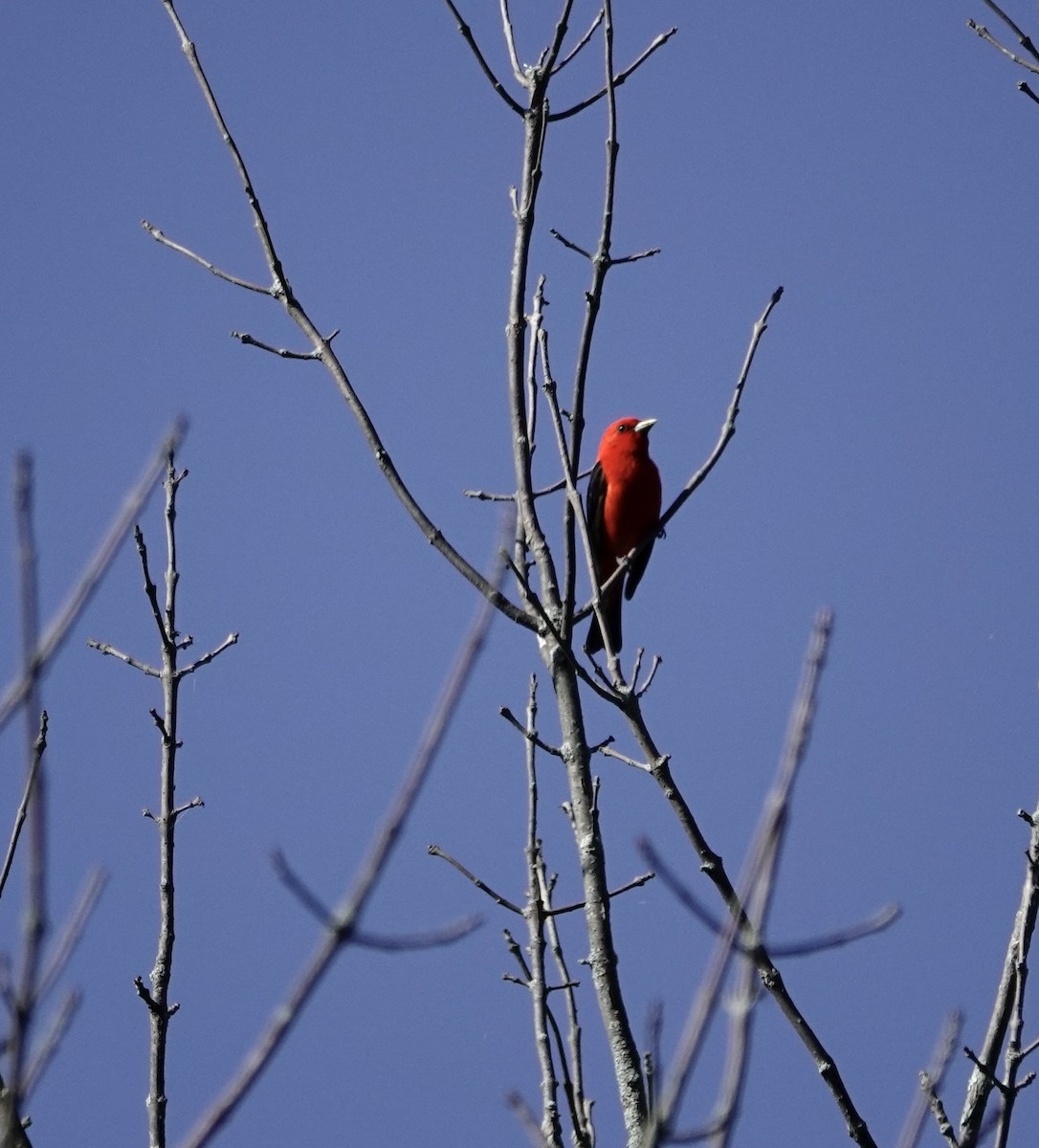 Scarlet Tanager - Leslie Bulion