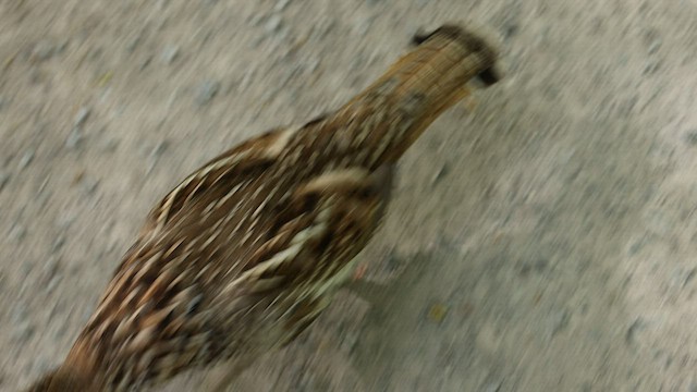 Ruffed Grouse - ML579596891