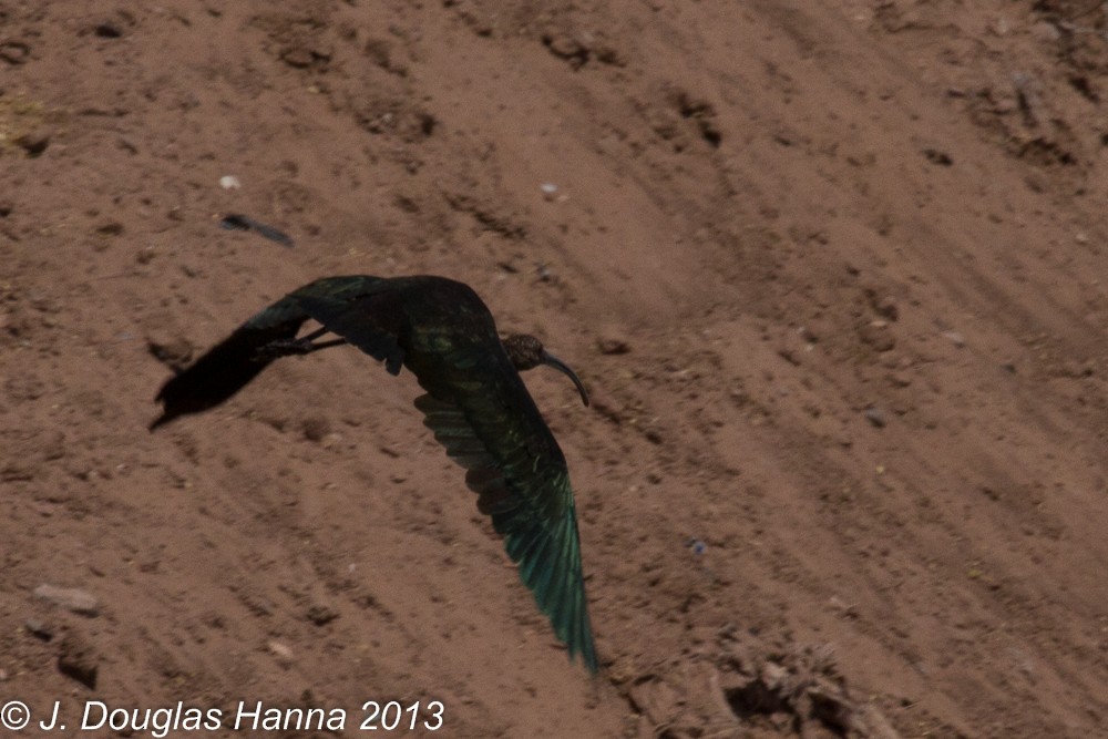 White-faced Ibis - ML579597161