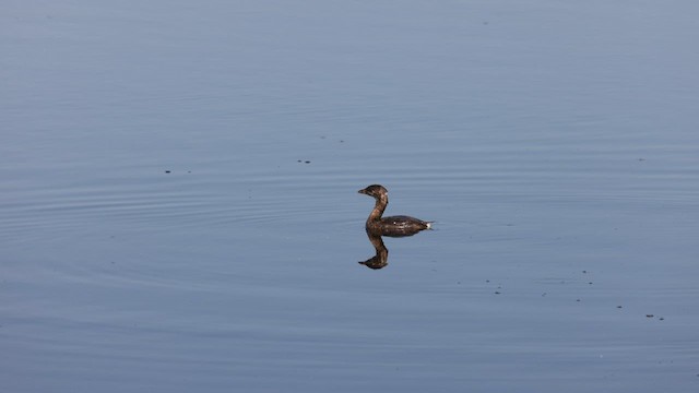 Pied-billed Grebe - ML579597561