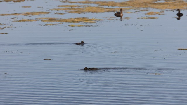 Pied-billed Grebe - ML579597581