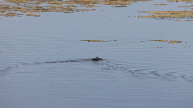 Pied-billed Grebe - ML579597591